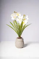 19" ORCHID WHITE