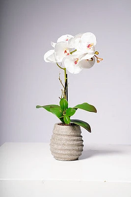 17" PHALAENOPSIS ORCHID WHITE