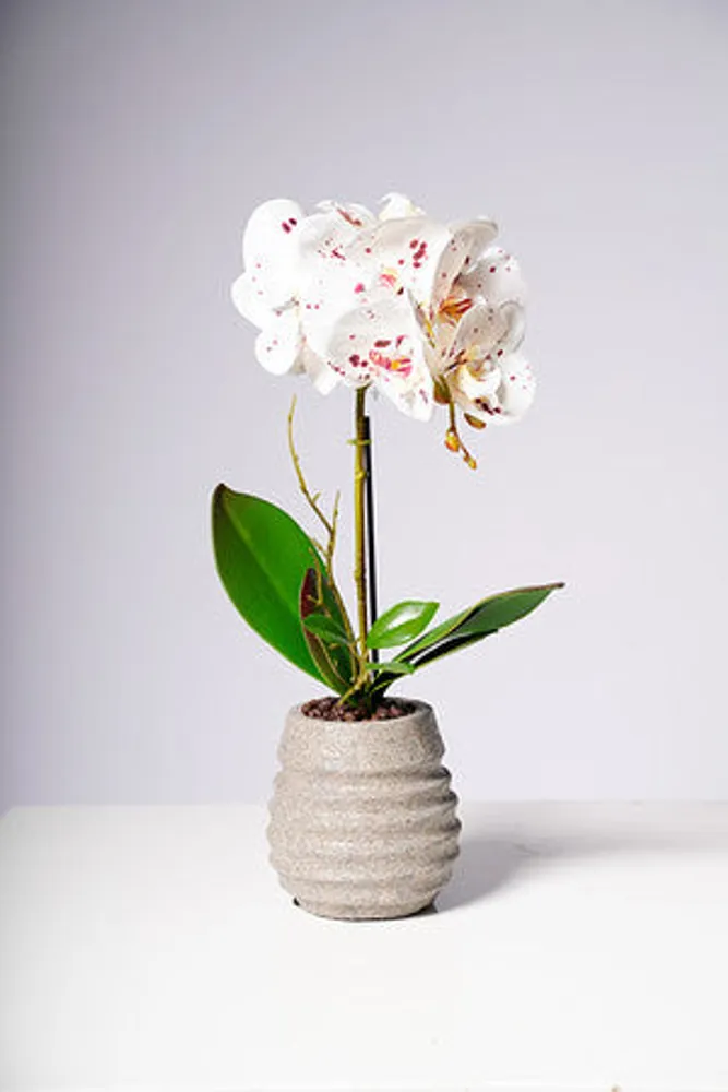 17" PHALAENOPSIS ORCHID WHITE/DOTS