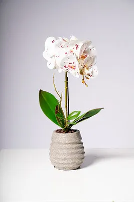 17" PHALAENOPSIS ORCHID WHITE/DOTS
