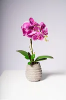 17" PHALAENOPSIS ORCHID