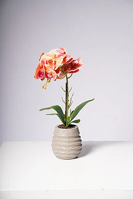 17" PHALAENOPSIS ORCHID ORANGE