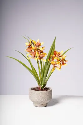 14" ORCHID ORANGE/BROWN