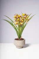 14" ORCHID YELLOW/BROWN