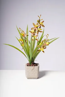 18" ORCHID YELLOW/BROWN