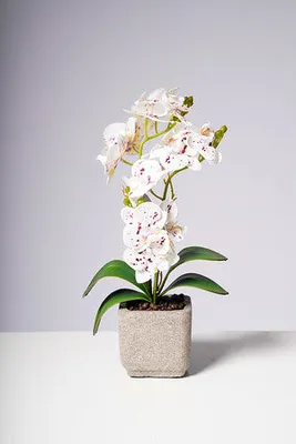 16" PHALAENOPSIS ORCHID WHITE/DOTS