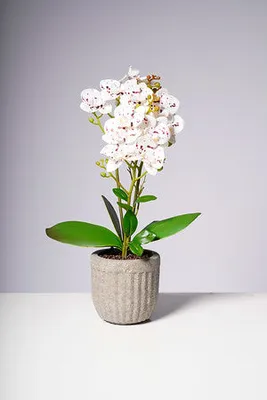20" PHALAENOPSIS ORCHID WHITE/DOTS