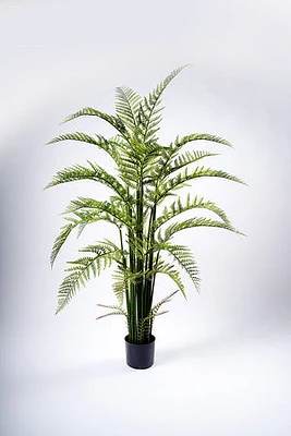 149CM FERN PLANT ON POT