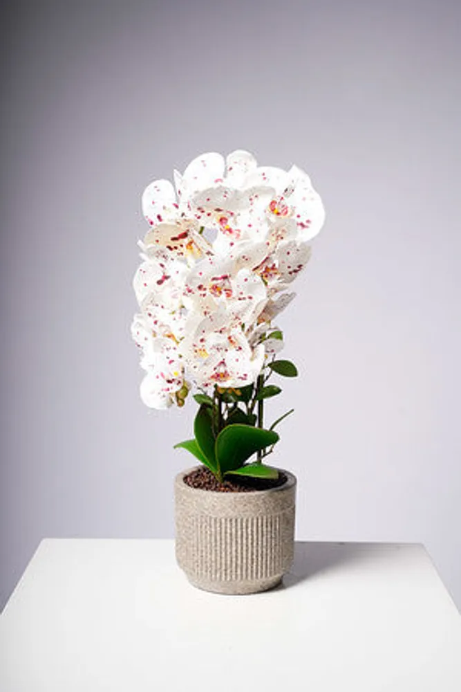 24" PHALAENOPSIS WHITE/DOTS