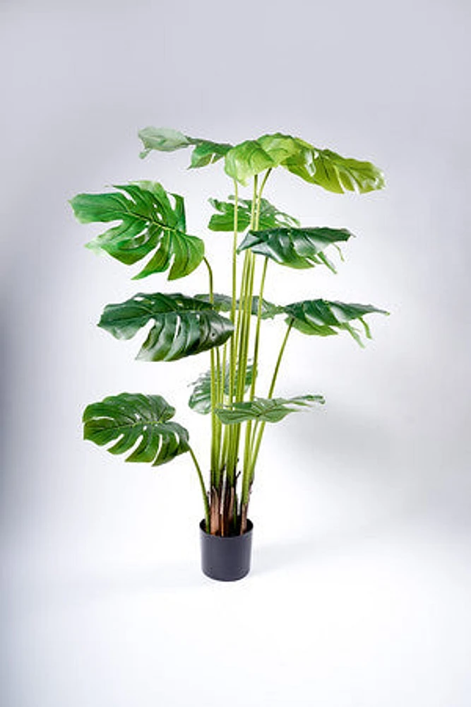 180CM MONSTERA  X12 ON POT