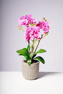 20" PHALAENOPSIS ORCHID PURPLE