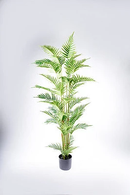 180CM FERN PALM X42 ON POT