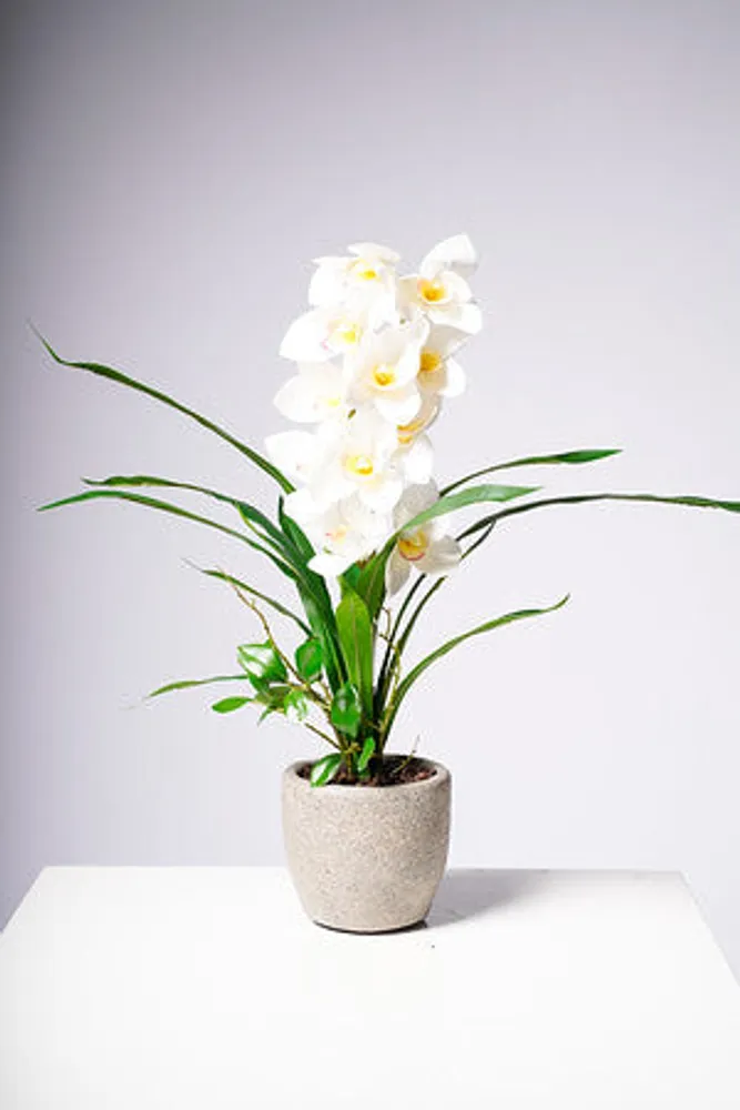 23" ORCHID WHITE