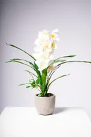 23" ORCHID WHITE