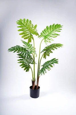 120CM PHILODENDRON X7 ON POT