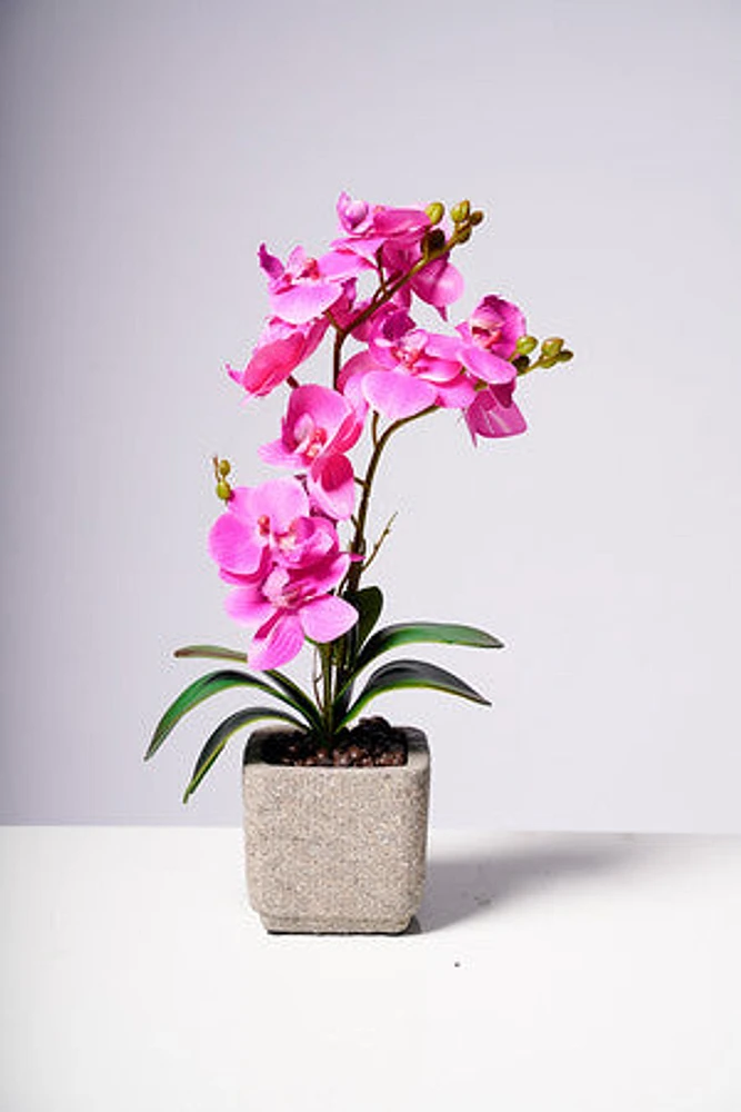 16" PHALAENOPSIS ORCHID PURPLE