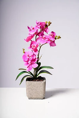 16" PHALAENOPSIS ORCHID PURPLE