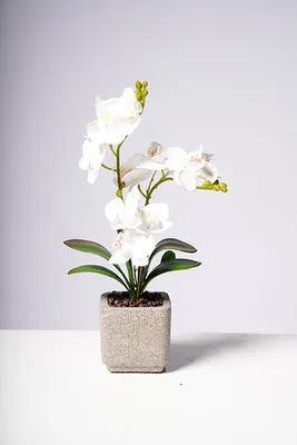 16" PHALAENOPSIS ORCHID