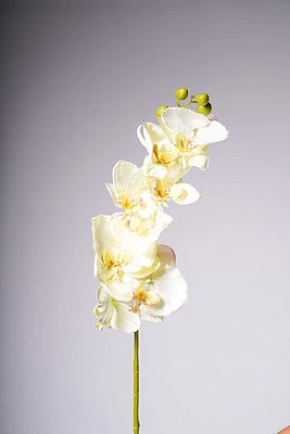 40" ORCHID X8 FLOWERS CREAM