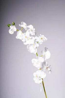 34" ORCHID X11 FLOWERS WHITE