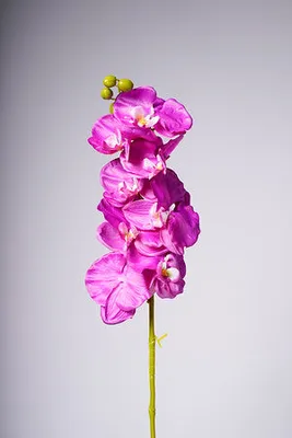 40" ORCHID X8 FLOWERS FUSHIA