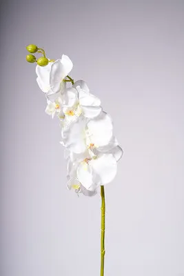 40" ORCHID X8 FLOWERS