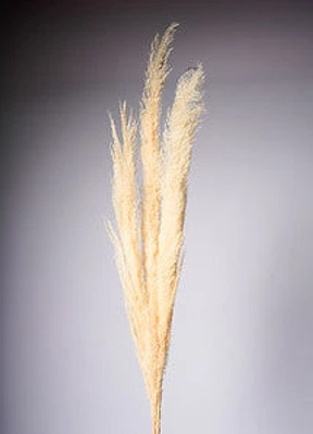 60" PAMPAS FLOWER X3 CREAM