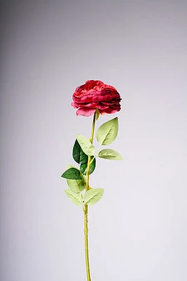 27" TEAROSE RED