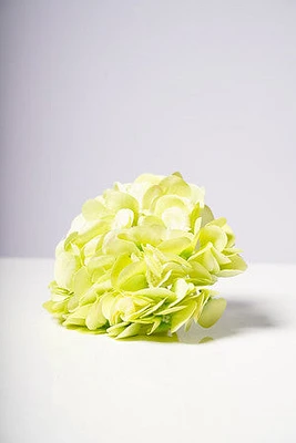 HYDRANGEA  HEAD X6 GREEN