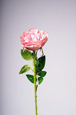 22" ROSE ROSE