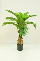 47" KWAI PALM IN POT