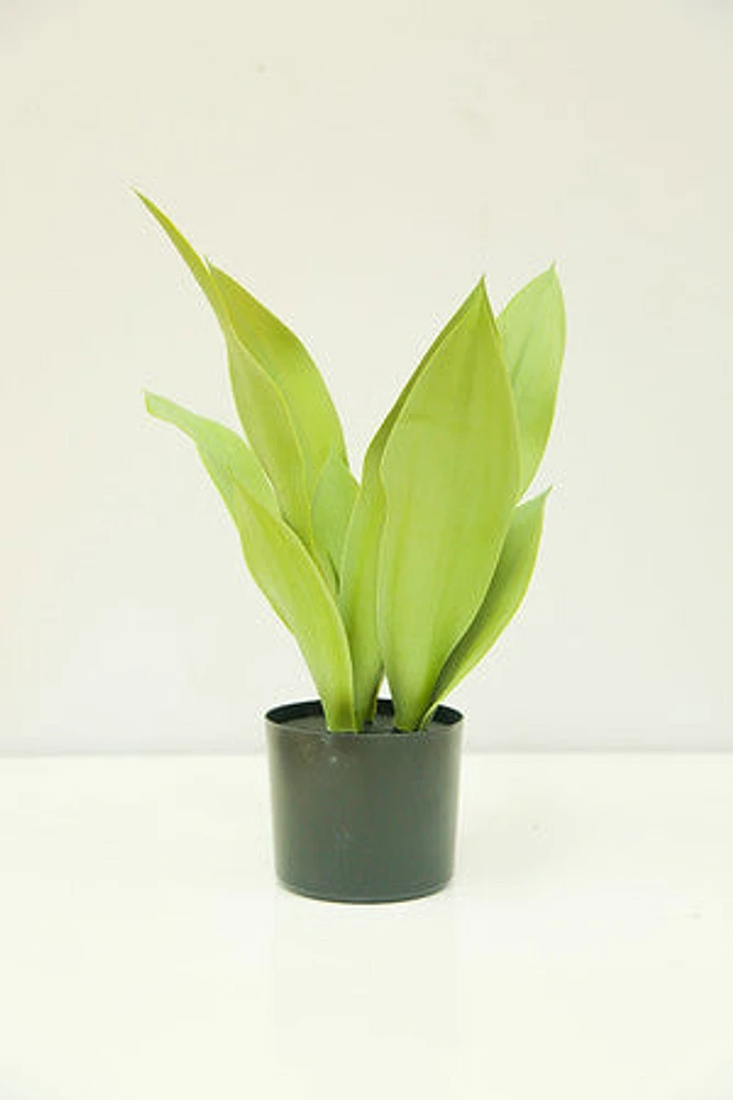 21" SANSEVIERIA IN POT