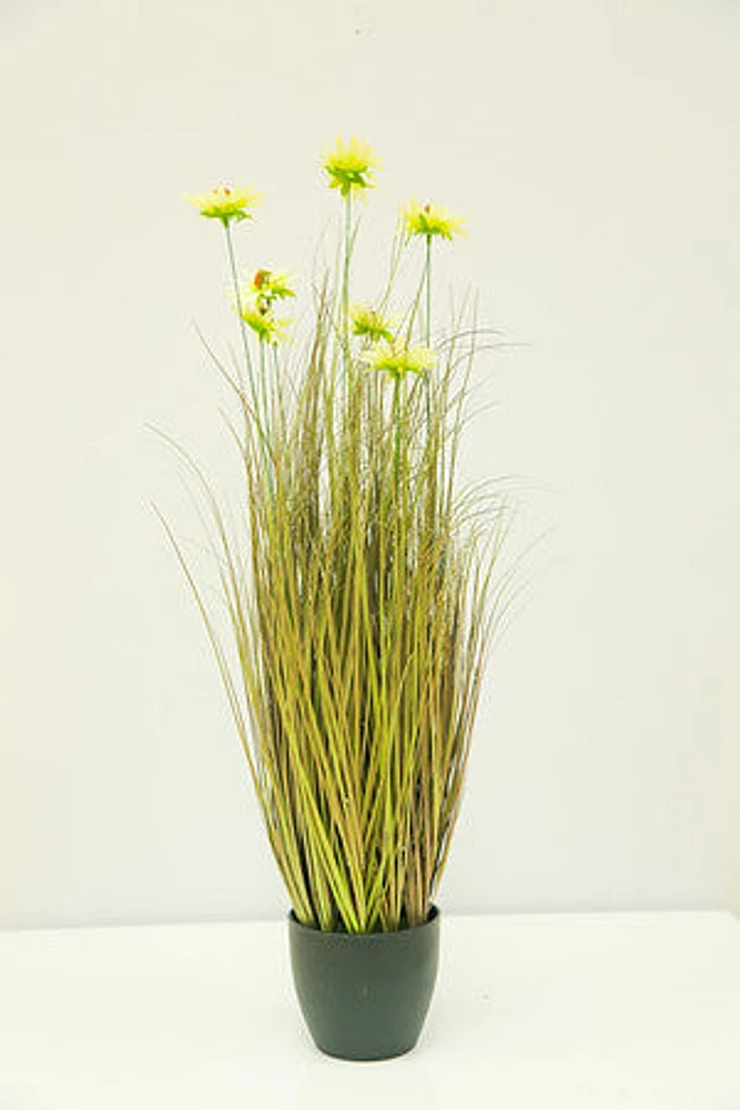 34' WHITE CHRYSANTHEMUM GRASS IN POT