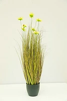 34' WHITE CHRYSANTHEMUM GRASS IN POT