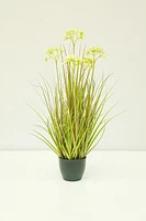 24" WHITE BABYSBREATH PLANT  IN POT