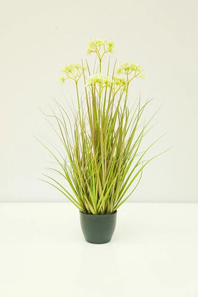 24" WHITE BABYSBREATH PLANT IN POT