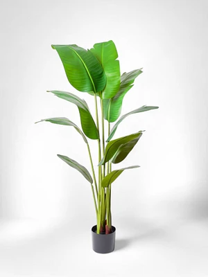 64" Strelitzia Tree