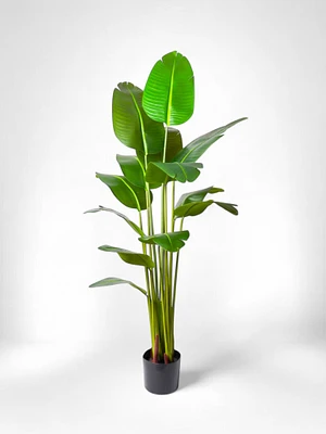 74" Strelitzia Tree