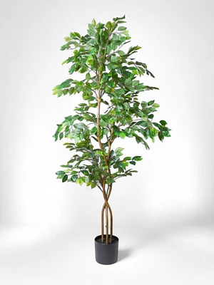 75" Ficus Tree
