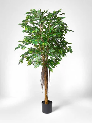 6' Ficus Tree