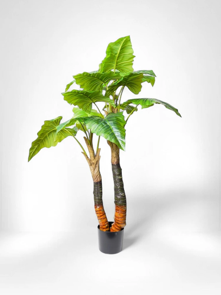 55" Calla Plant