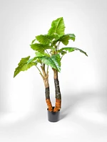 55" Calla Plant