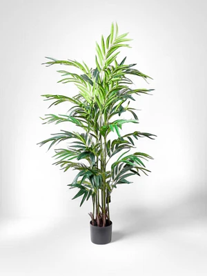 69" Palm Tree