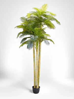 12' Phoenix Palm Tree x 3