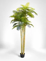 12' Phoenix Palm Tree x 3