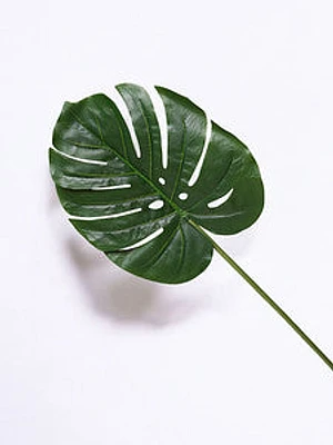 34" MONSTERA LEAF