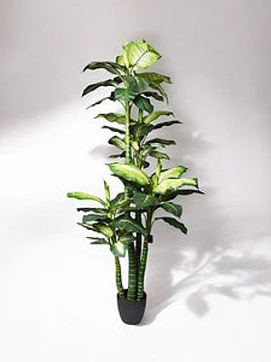 75"  DIEFFENBACHIA