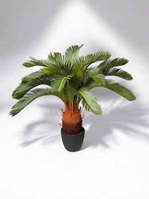 33" CYCAS PLANT