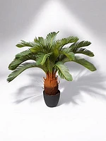 33" CYCAS PLANT
