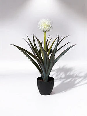 30" Pineapple Plant w/Pot - Coco's Plantation